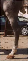 Remetido de detrás y cerrado de corvejones