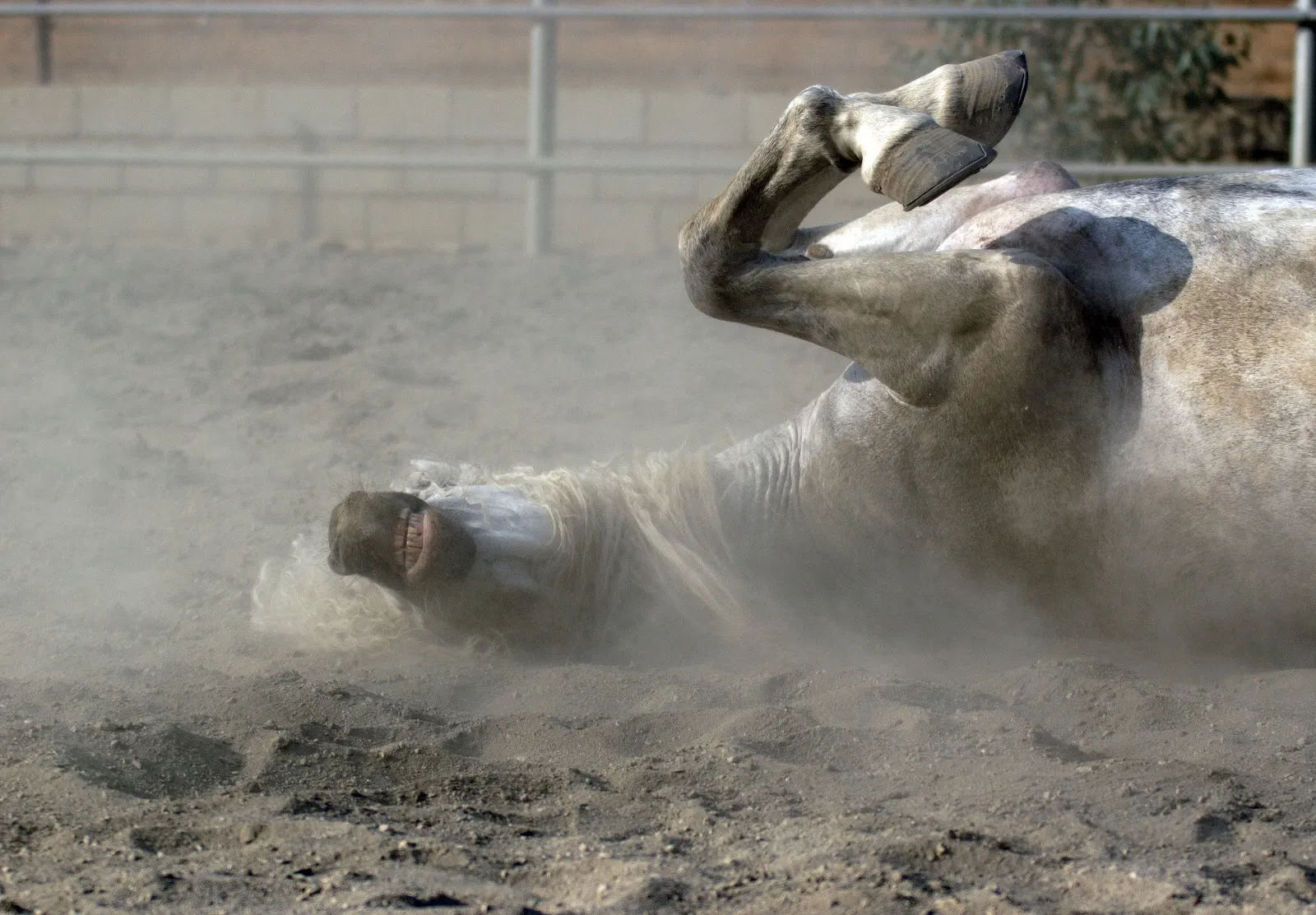 Nuestro caballo está de cólico, ¿cómo actuamos?