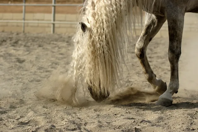 Un caballo que escarba puede presentar un cólico