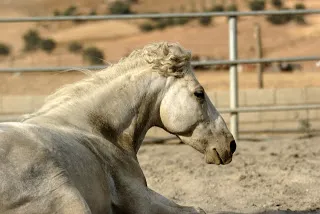 Un caballo que se revuelca con violencia y suda tiene dolor intenso