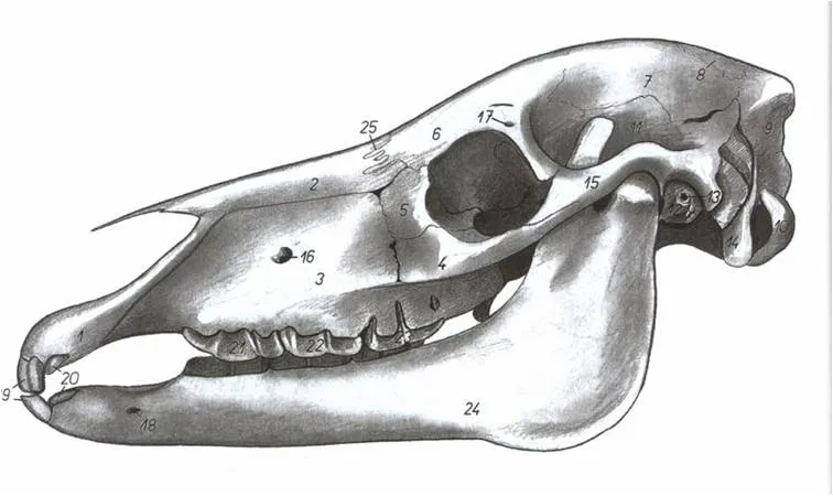 Dibujo anatómico del cráneo de un potro visto de perfil, con la dentición de leche