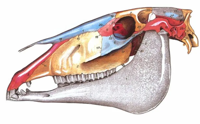 Dibujo anatómico en color del cráneo del caballo adulto de perfil, con la dentición permanente