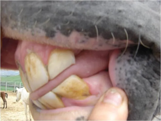 Boca de un caballo abierta con la mano, mostrando los incisivos durante el cambio de dientes