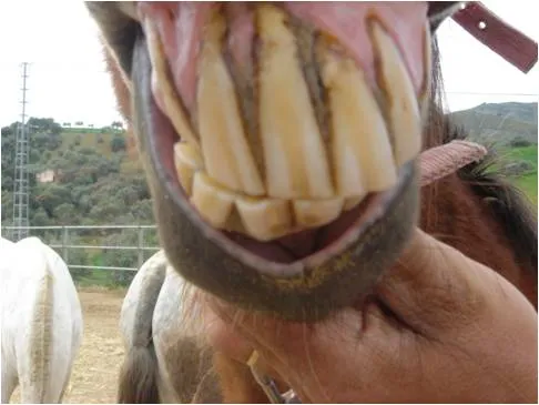 Surco de Galvaine, caballo de más de 25 años