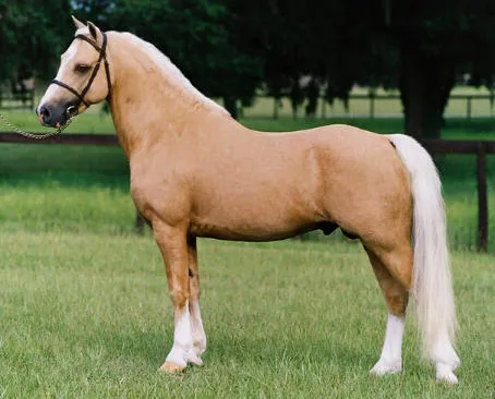 Capa palomina