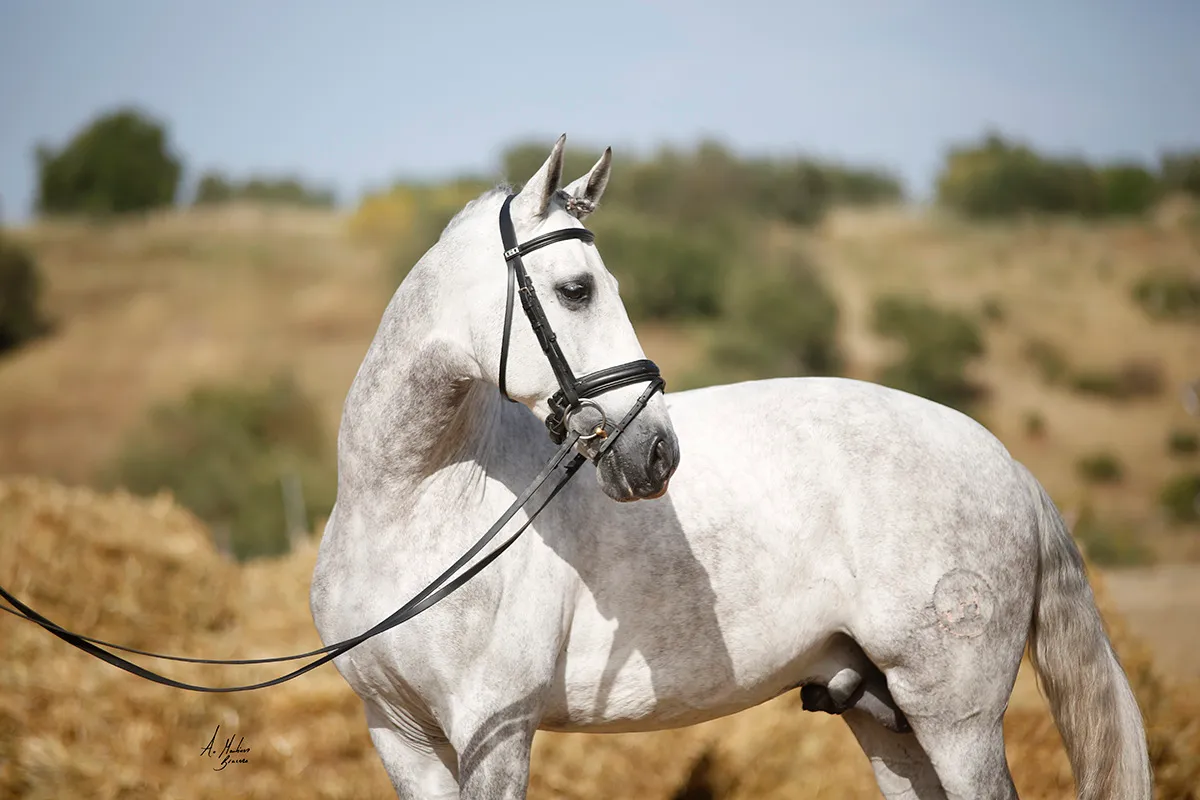 Grey horse wearing a bridle in the countryside