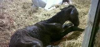Potro recién nacido tumbado sobre la paja de la cuadra